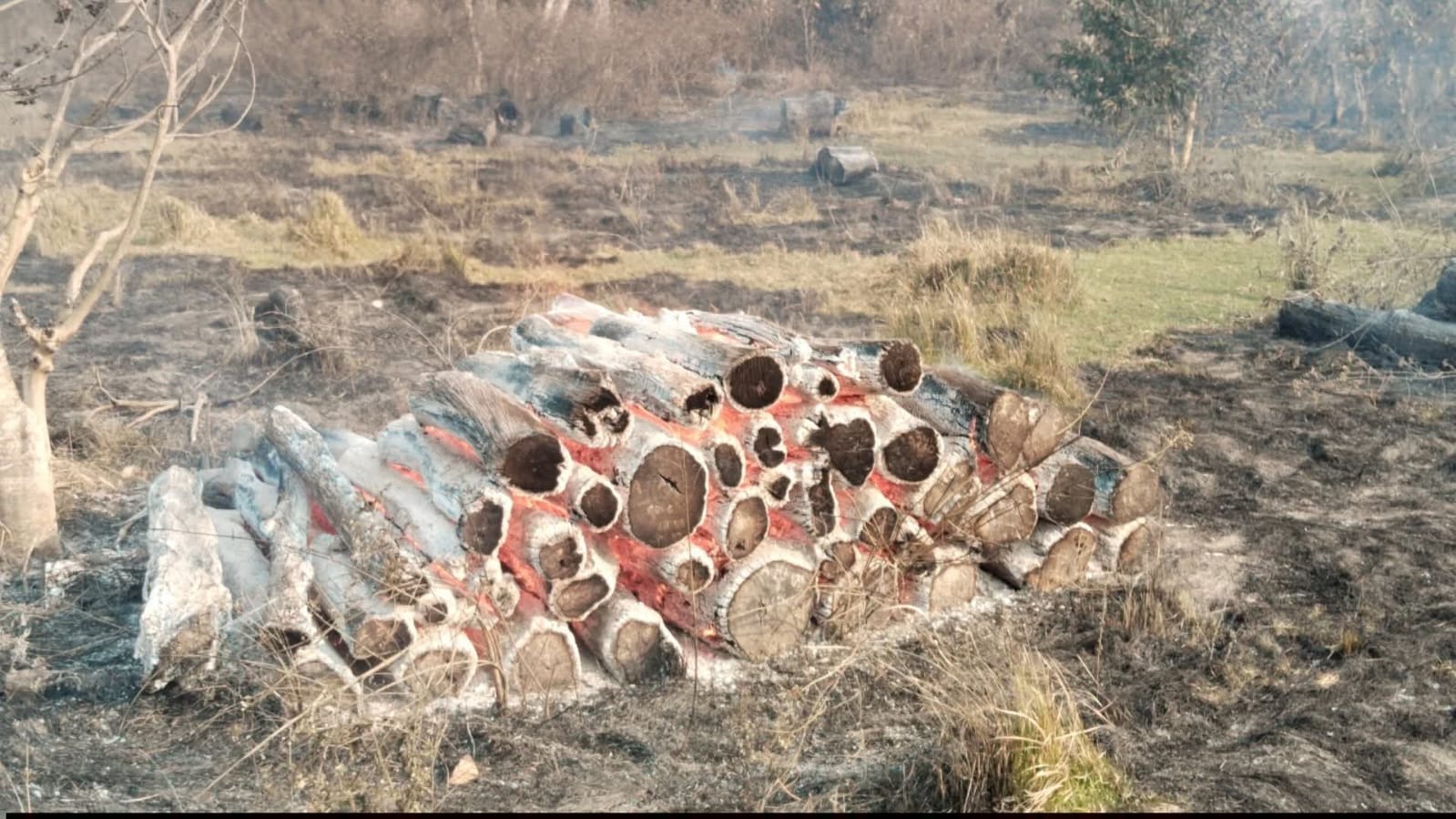 रौतहटको नमुना सामुदायिक वनमा आगलागीः १ करोड बढीको काठ नष्ट